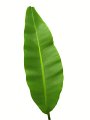 Musa basjoo　Large